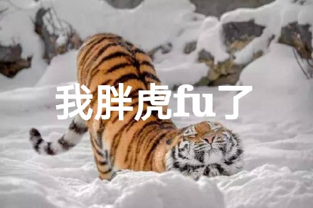 “我服了”表情包上新！动物版“FU”梗太有意思了