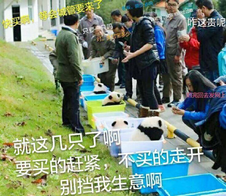 快收下这套熊猫头表情包！