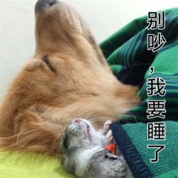 超萌仓鼠表情包合集来啦