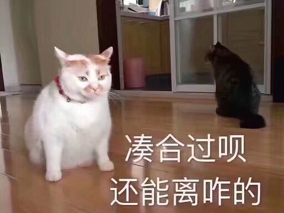 铲屎官狂喜！这套猫咪表情包我先存为敬