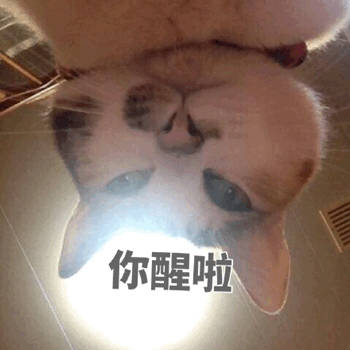 猫咪喊起床表情包合集来啦