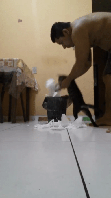 猫咪版“自己闯祸自己担”表情包火了！