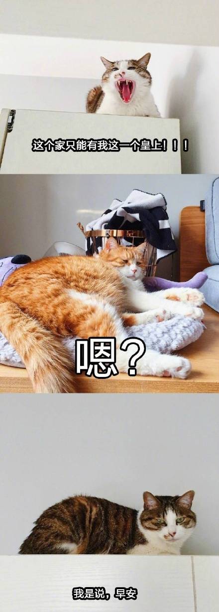 全网爆火的喵星人表情包，个个都是戏精本精