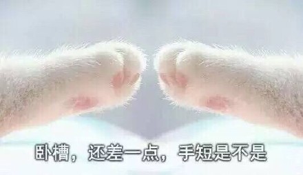 喵星人牵手表情包来啦！这套萌趣表情还原了从牵手成功到失败的全过程，适合用来玩梗互动。