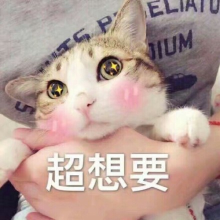 铲屎官集合！这套猫咪表情包太好吸了