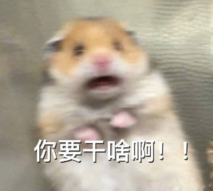 超萌仓鼠表情包合集来啦