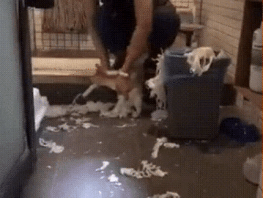 猫咪版“自己闯祸自己担”表情包火了！