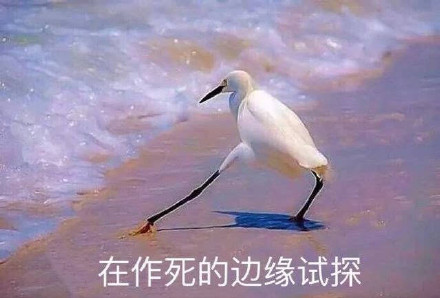 海鸥沙滩试探表情包合集来啦