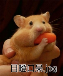 超萌仓鼠表情包合集来啦