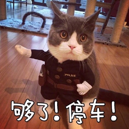 吸猫爱好者集合！这套喵星人表情包太上头了