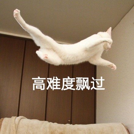 这只帅猫偷偷飘过 还不想让人认出它