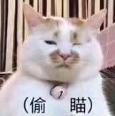 谁懂啊！这组猫咪表情包萌到心化