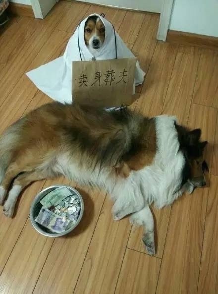 哈哈哈戏精表情包合集来啦