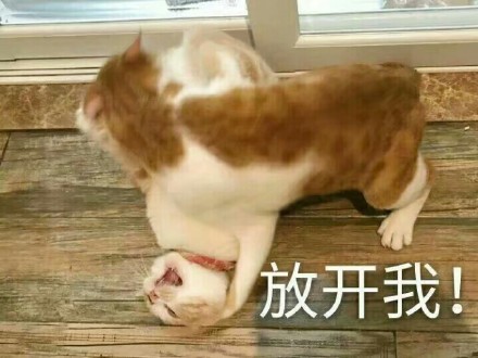 铲屎官集合！这套猫咪表情包太好吸了