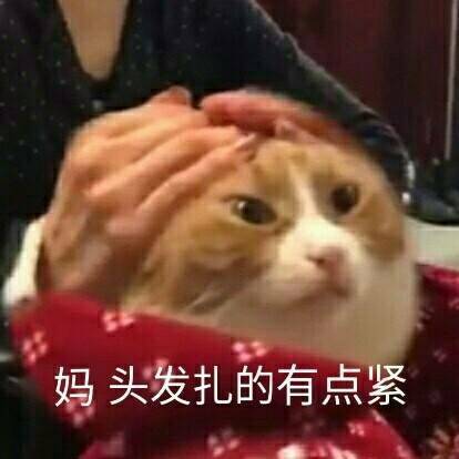 这波猫咪表情包太治愈！快存下来一起吸猫