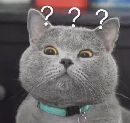 聊天斗图必备！这套网红猫咪表情包火出圈了