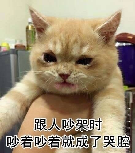 一生气就飙泪的可爱猫咪表情包