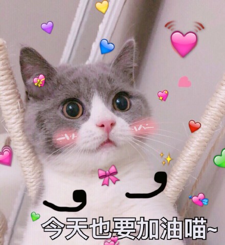 超实用猫咪表情包合集 斗图必备
