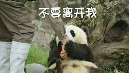软萌熊猫滚滚表情包上新啦