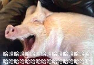 超可爱萌猪表情包合集！聊天斗图必备