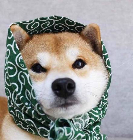 超甜猫狗情侣头像合集