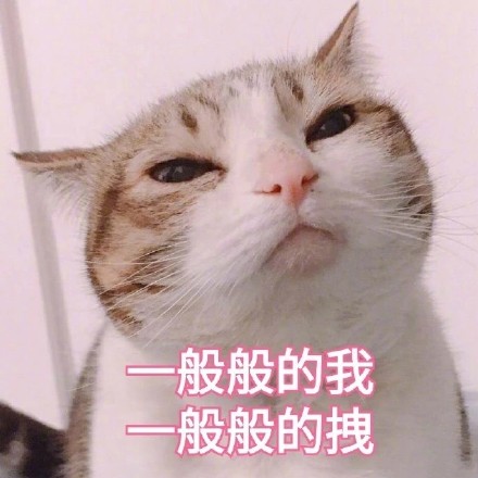 谁懂啊！这套猫咪表情包真的看一次爱一次