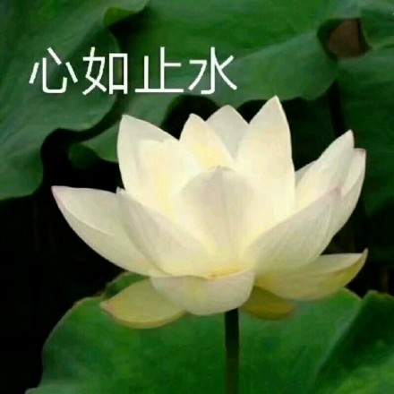 超治愈佛系荷花表情包合集