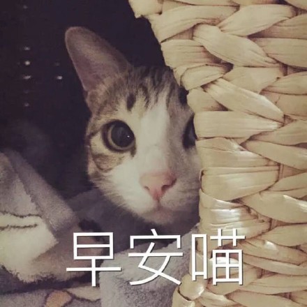 这套猫咪表情包太上头！爱吸猫的快存