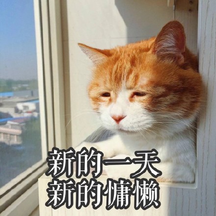 这波猫咪表情包太治愈！快存下来一起吸猫