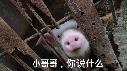 超可爱萌猪表情包合集！聊天斗图必备