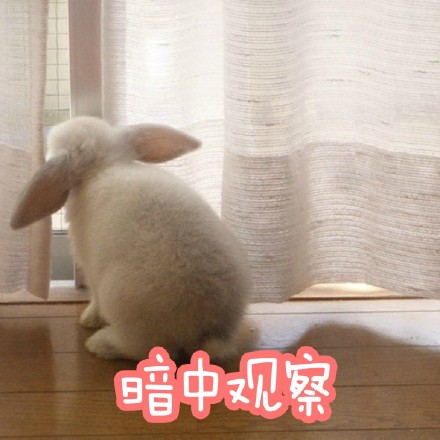 适合仙女用的小兔几表情包来啦