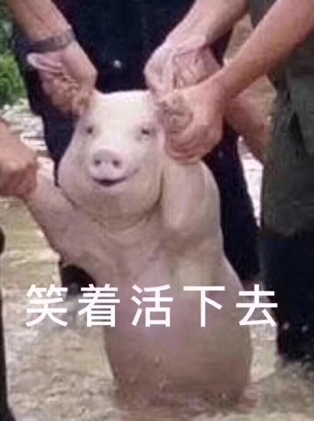 这只网红小猪火了，被做成表情包刷爆聊天框