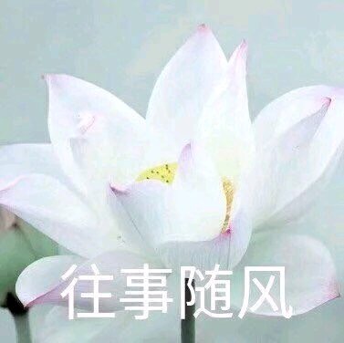 超治愈佛系荷花表情包合集