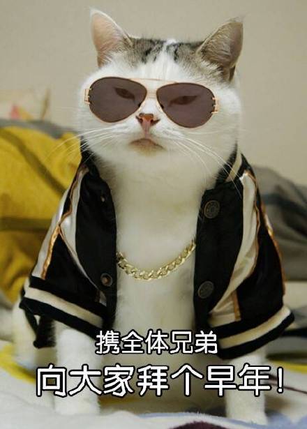 自带大哥气场的猫咪表情包来啦