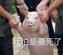 这只网红小猪火了，被做成表情包刷爆聊天框