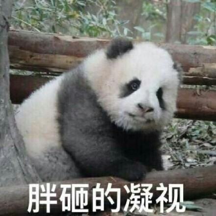 大熊猫系列表情包合集