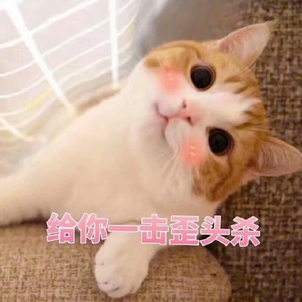 铲屎官集合！软萌猫咪表情包来啦，快一起吸猫