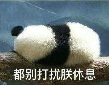 大熊猫系列表情包合集