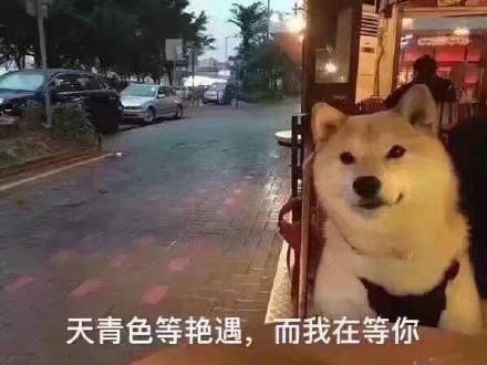 七夕单身狗专属表情包，戳中你的心巴