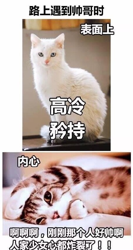“是本人了”系列表情包火了！这套猫咪内涵表情太真实