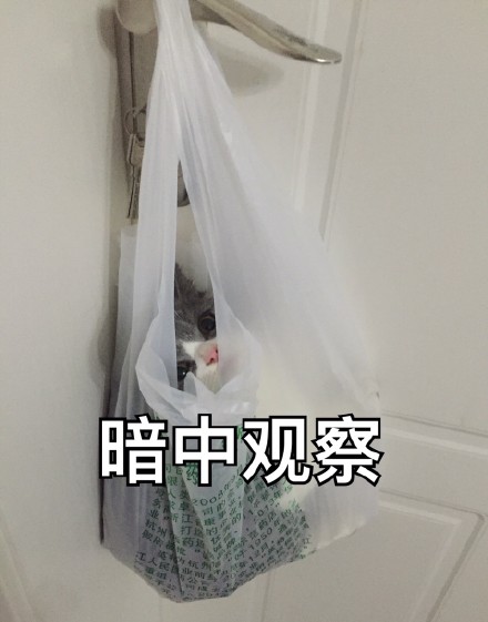 超实用猫咪表情包合集 斗图必备