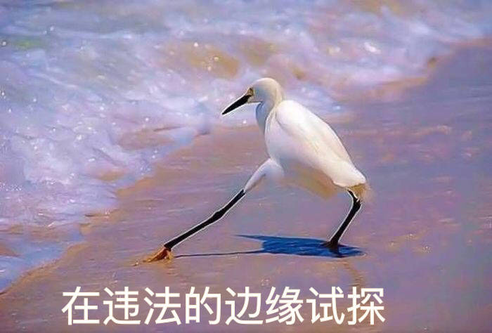 海鸥沙滩试探表情包合集来啦