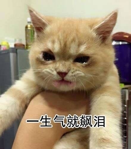 一生气就飙泪的可爱猫咪表情包