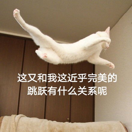 这只帅猫偷偷飘过 还不想让人认出它