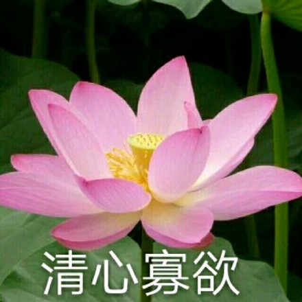 超治愈佛系荷花表情包合集