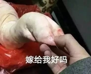 想握着你的手对你说！这套猪爪表情包太会撩了