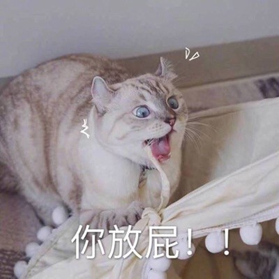 这套猫咪表情包太上头！爱吸猫的快存