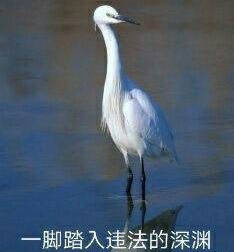 海鸥沙滩试探表情包合集来啦