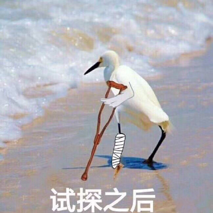 海鸥沙滩试探表情包合集来啦