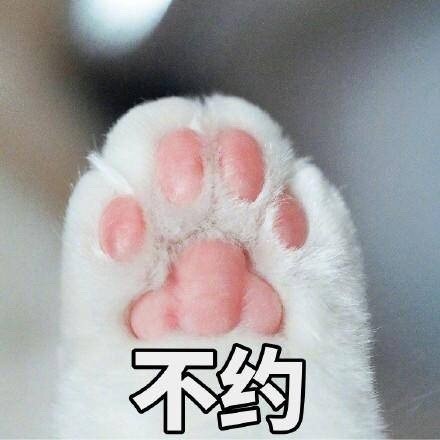 快来看！这套猫咪斗图表情包太适合吸猫了